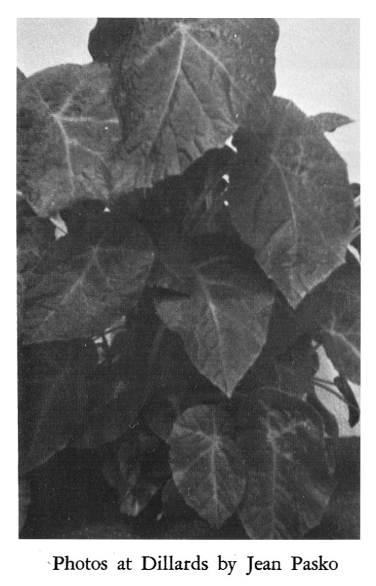 B. ‘Horace Dillard’